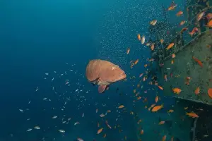 Bicinctus Prints: Fish swimming in the Red Sea, colorful fish, Eilat Israel