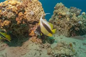 Bicinctus Prints: Fish swimming in the Red Sea, colorful fish, Eilat Israel