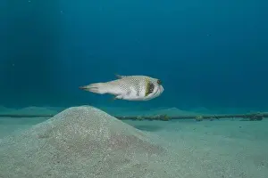 Bicinctus Prints: Fish swimming in the Red Sea, colorful fish, Eilat Israel