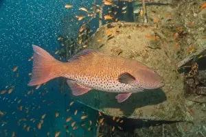 Bicinctus Prints: Fish swimming in the Red Sea, colorful fish, Eilat Israel