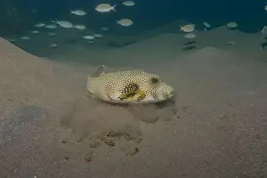 Bicinctus Prints: Fish swimming in the Red Sea, colorful fish, Eilat Israel
