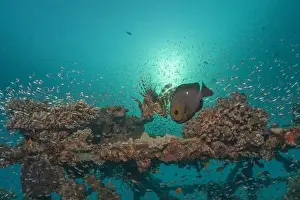 Bicinctus Prints: Fish swimming in the Red Sea, colorful fish, Eilat Israel