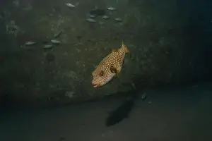 Bicinctus Prints: Fish swimming in the Red Sea, colorful fish, Eilat Israel
