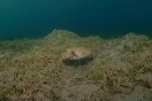 Bicinctus Prints: Fish swimming in the Red Sea, colorful fish, Eilat Israel