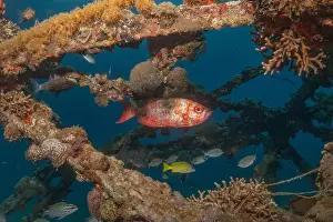 Bicinctus Prints: Fish swimming in the Red Sea, colorful fish, Eilat Israel