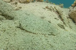 Bicinctus Prints: Fish swimming in the Red Sea, colorful fish, Eilat Israel