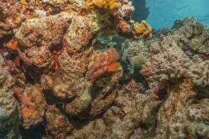 Bicinctus Prints: Fish swimming in the Red Sea, colorful fish, Eilat Israel