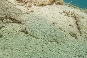 Bicinctus Prints: Fish swimming in the Red Sea, colorful fish, Eilat Israel
