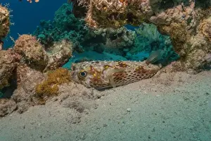 Bicinctus Prints: Fish swimming in the Red Sea, colorful fish, Eilat Israel