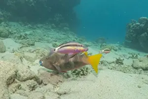 Bicinctus Prints: Fish swimming in the Red Sea, colorful fish, Eilat Israel