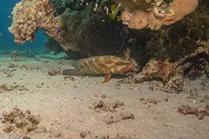 Bicinctus Prints: Fish swimming in the Red Sea, colorful fish, Eilat Israel