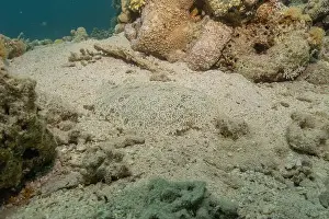 Bicinctus Prints: Fish swimming in the Red Sea, colorful fish, Eilat Israel