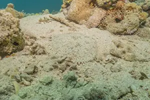 Bicinctus Prints: Fish swimming in the Red Sea, colorful fish, Eilat Israel