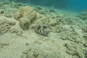 Bicinctus Prints: Fish swimming in the Red Sea, colorful fish, Eilat Israel