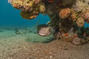 Bicinctus Prints: Fish swimming in the Red Sea, colorful fish, Eilat Israel