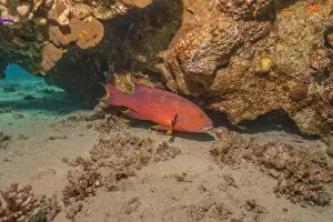 Bicinctus Prints: Fish swimming in the Red Sea, colorful fish, Eilat Israel