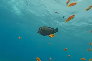 Bicinctus Prints: Fish swimming in the Red Sea, colorful fish, Eilat Israel