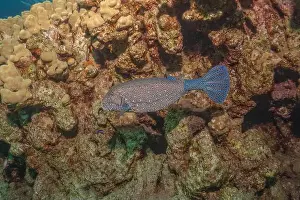 Bicinctus Prints: Fish swimming in the Red Sea, colorful fish, Eilat Israel