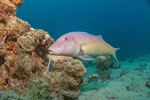 Fish swimming in the Red Sea, colorful fish, Eilat Israel
