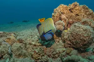 Bicinctus Prints: Fish swimming in the Red Sea, colorful fish, Eilat Israel