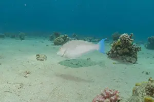 Bicinctus Prints: Fish swimming in the Red Sea, colorful fish, Eilat Israel