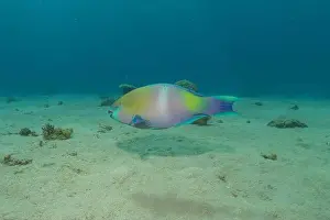 Bicinctus Prints: Fish swimming in the Red Sea, colorful fish, Eilat Israel
