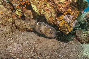 Bicinctus Prints: Fish swimming in the Red Sea, colorful fish, Eilat Israel