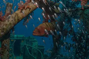 Bicinctus Prints: Fish swimming in the Red Sea, colorful fish, Eilat Israel