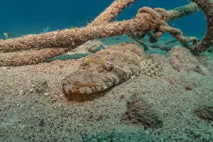 Bicinctus Prints: Fish swimming in the Red Sea, colorful fish, Eilat Israel