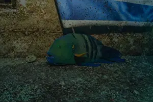 Bicinctus Prints: Fish swimming in the Red Sea, colorful fish, Eilat Israel
