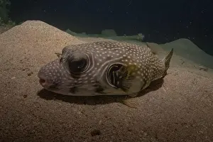 Bicinctus Prints: Fish swimming in the Red Sea, colorful fish, Eilat Israel