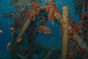 Bicinctus Prints: Fish swimming in the Red Sea, colorful fish, Eilat Israel