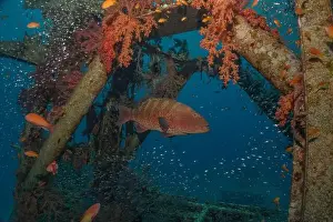 Bicinctus Prints: Fish swimming in the Red Sea, colorful fish, Eilat Israel