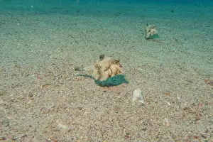 Bicinctus Prints: Fish swimming in the Red Sea, colorful fish, Eilat Israel