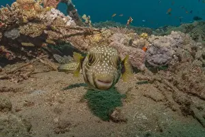 Bicinctus Prints: Fish swimming in the Red Sea, colorful fish, Eilat Israel