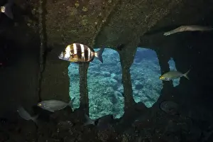 Decayed Prints: Several fish swimming in a room of a shipwreck