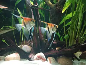 Goldfish Prints: Two fish swimming in a tank with a rock and some plants. The fish are orange and blue