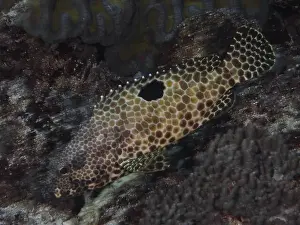 Groupers Prints: A fish with a unique pattern, honeycomb grouper (Epinephelus merra)