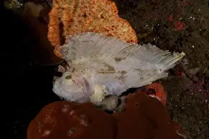 Taenianotus Triacanthus Prints: A fish with wing like structures
