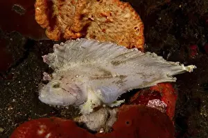 Scorpaenidae Prints: A fish with wing like structures