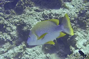 Floats Prints: A fish with yellow fins, blue-lipped snapper (Lutjanus rivulatus)