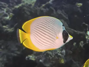 Schooling Fish Prints: A fish with yellow fins and a characteristic black pattern
