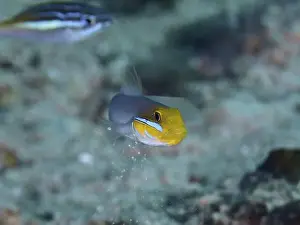 Underwater Worlds Prints: Fish with yellow head, golden-fronted sleeper goby (Valenciennea strigata)
