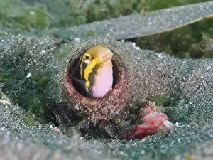 Game Animal Prints: A fish with yellow markings, striped mimicry blenny (Petroscirtes breviceps)