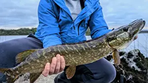 Bait Prints: Fisherman holding big Northern pike freshwater fish caught in Ross lake