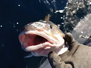 Norge Prints: A fisherman holding a large size Atlantic skrei cod over the rail of a boat on a sunny March day in Finnmark