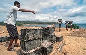 Zimbabwe Prints: Fishermen carrying their catch of Kapenta fish from the boat to be laid out and sundried on the shores of Lake Kariba