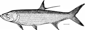 Bookpublisher Prints: Fishes. Fishes. 270 Isospondyli for that purpose the white-meated or soft-fleshed forms Hke Elops or Scarus to those