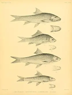 The fishes of India (Plate CXXX) (6924456400)