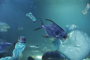 Snapper Prints: Fishes swimming among plastic garbage in sea. Environmental pollution